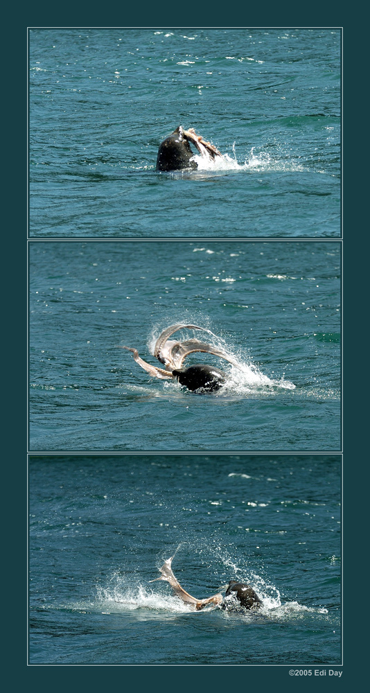 Ich klopf dich weich
denkt wohl dieser Pelzrobbenbulle und schlägt den gefangenen Kraken sicher 20 Minuten auf die Wasseroberfläche, bis er ihn verschlingt.

Schlüsselwörter: Pelzrobbe, Neuseeland, Abel Tasman National Park, Krake, Octopus vulgaris