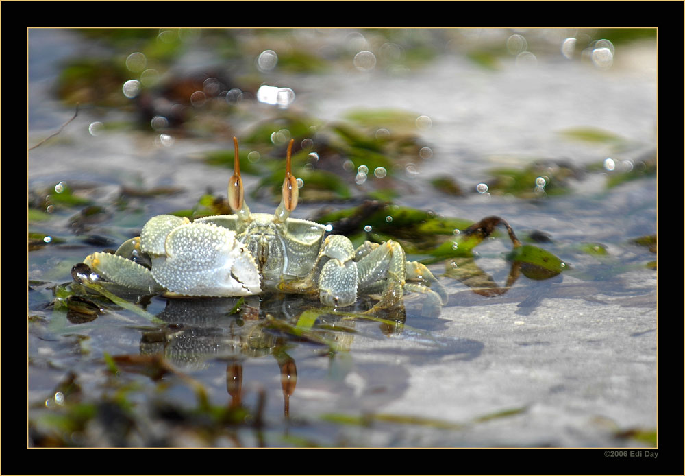 weisse Krabbe
zwischen den Mangroven am Indischen Ozean
Schlüsselwörter: Madagaskar, Trois Bays, Diego Suarez, Antsiranana, Nordmadagasar