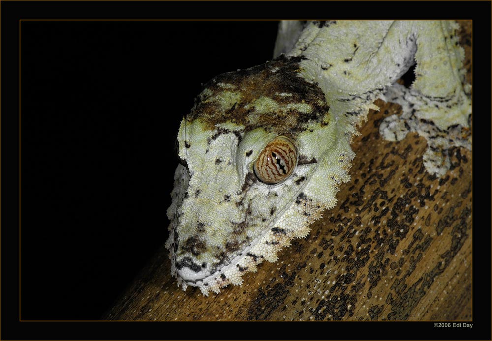 Uroplatus fimbriatus
Schlüsselwörter: Uroplatus fimbriatus, Plattschwanzgecko, Masoalahalle, Zoo Zürich, Madagaskar