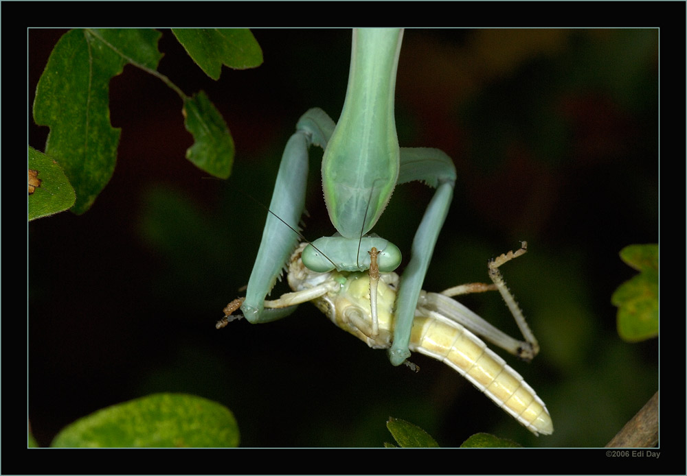 Gottesanbeterin
Schlüsselwörter: Mantis, Gottesanbeterin