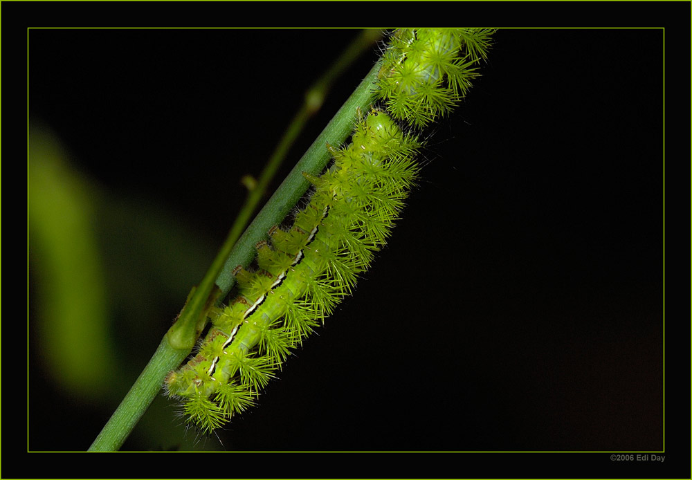 Automersis
Insektenbörse Entomologische Gesellschaft Zürich
