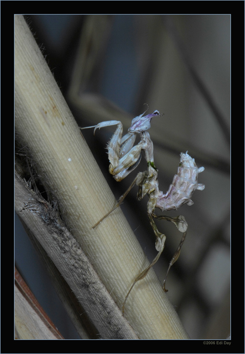 junge Gottesanbeterin
Schlüsselwörter: Mantis, Gottesanbeterin