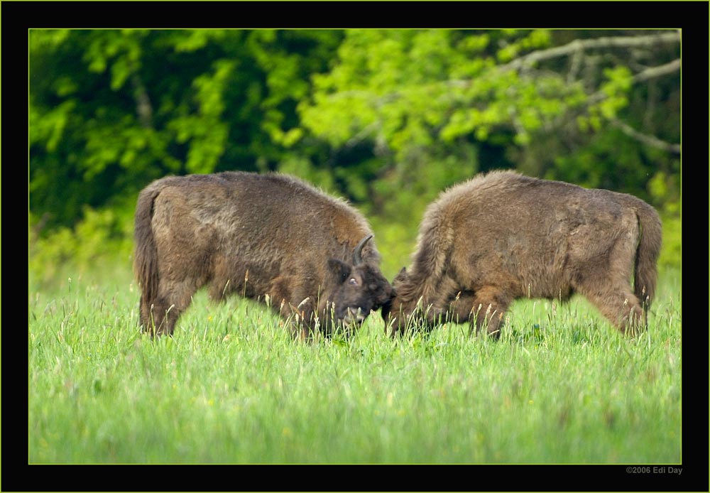 Wisente bei der Kraftprobe
Bialowieza-Nationalpark, Polen
Schlüsselwörter: Polen, Wisent, Bison bonasus