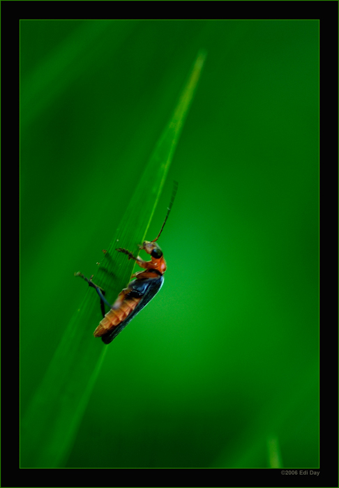 Käfer
Schlüsselwörter: Käfer