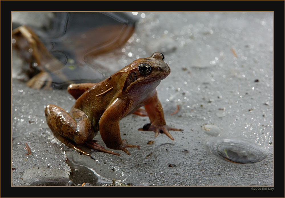 angefroren
scheint dieser Grasfrosch auf dem Eis
Schlüsselwörter: Grasfrosch, Rana temporaria