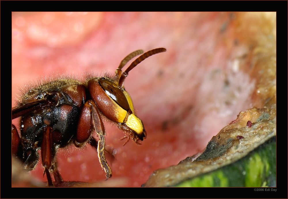 Hornisse
angelockt durch eine Wassermelone
Schlüsselwörter: Hornisse, Vespa crabro