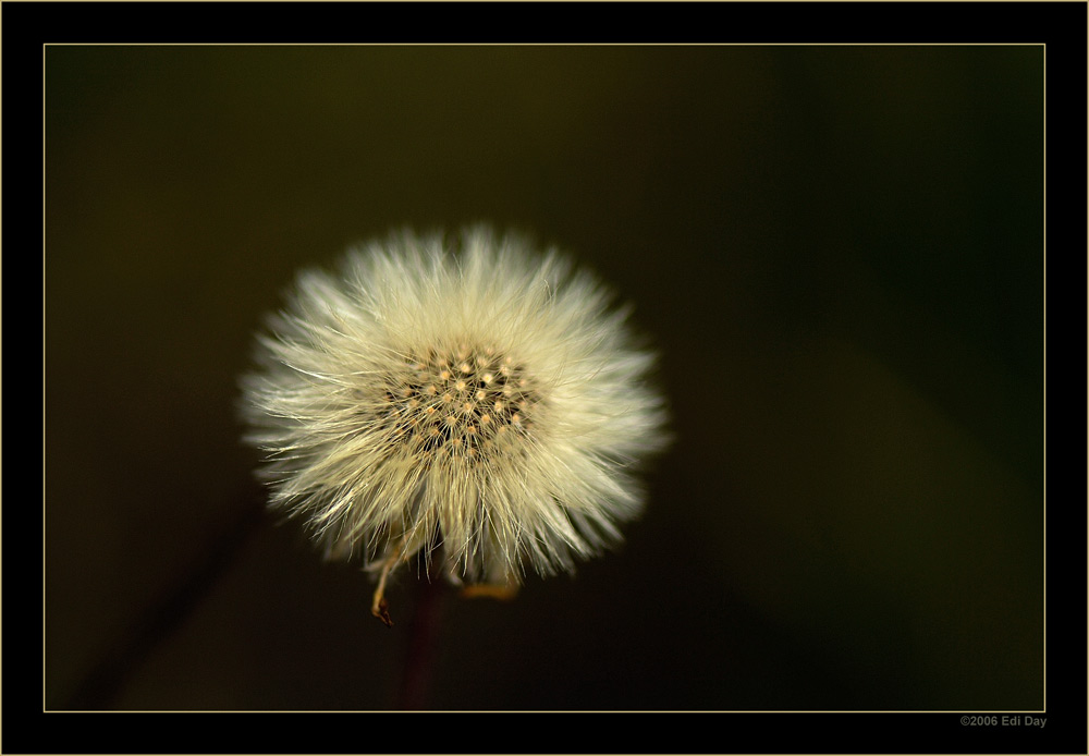 Pusteblume
Schlüsselwörter: Pusteblume