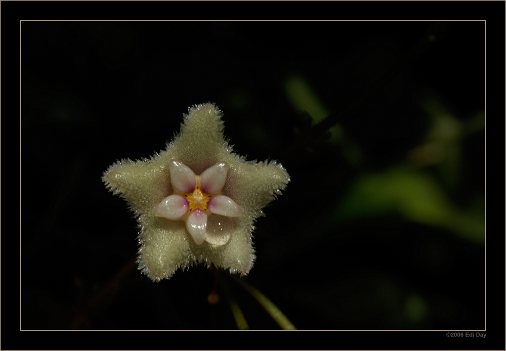 Wachsblume
Schlüsselwörter: Wachsblume, Hoya serpens
