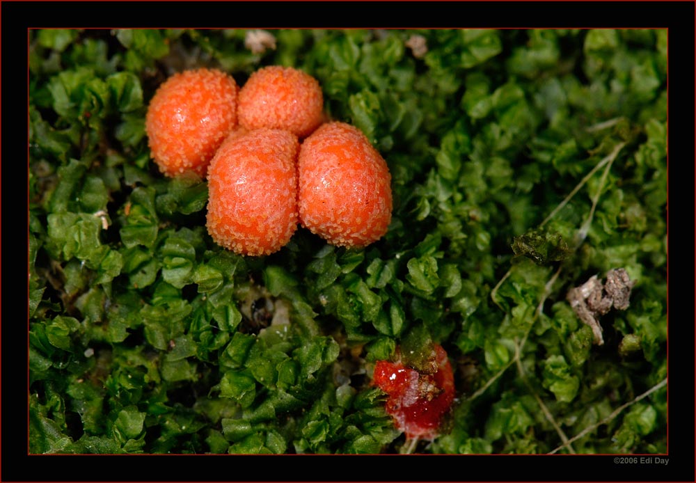 vor unserer Haustüre
wuchs dieser Pilz auf einem alten Baumstrunk, er lebte nur ein paar Stunden
Schlüsselwörter: Pilz