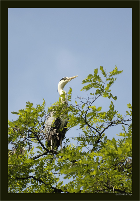 Graureiher
im Stadtpark von Bochum
