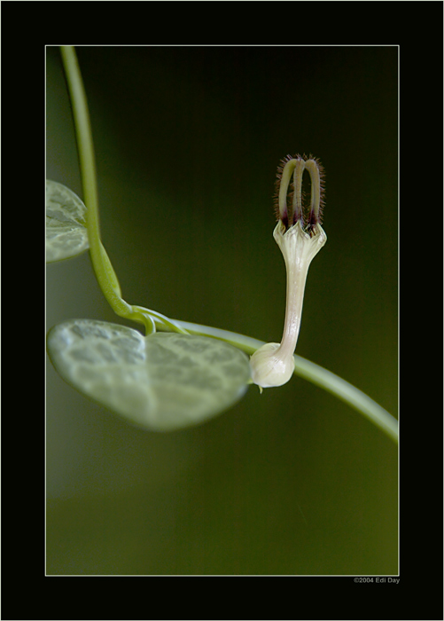 Ceropegia woodii
Schlüsselwörter: Leuchterblume, Ceropegia woodii