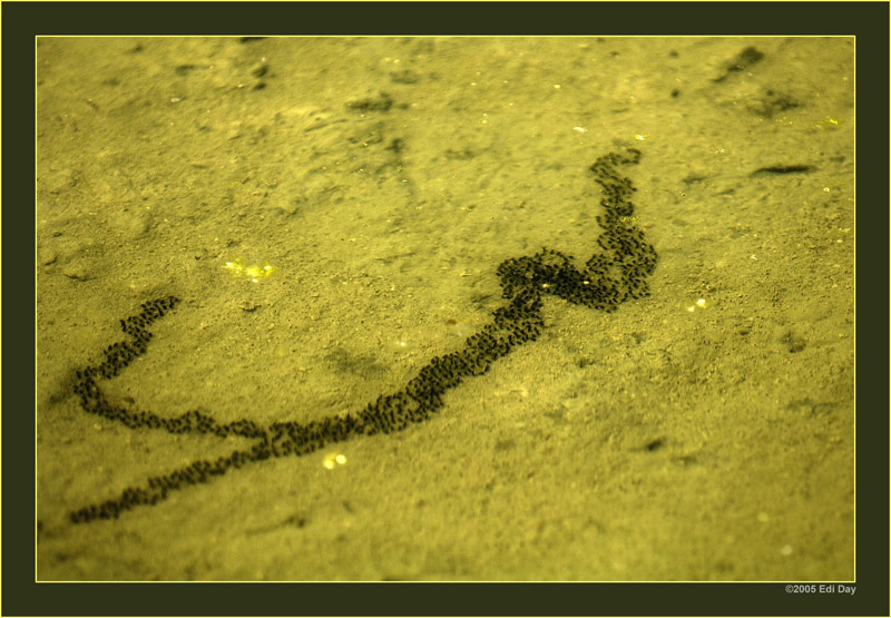 Spuren im Kreuzkrötenbiotop
