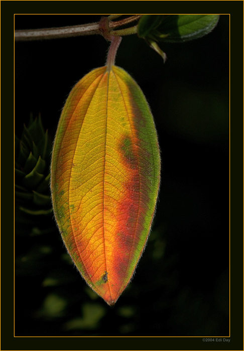 Herbst
Blatt einer Tibouchina

