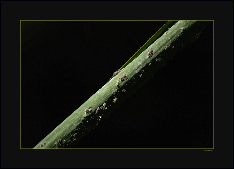 Genau betrachtet...
... sind die Blattläuse eigentlich sehr schön - oder?
Schlüsselwörter: Blattläuse