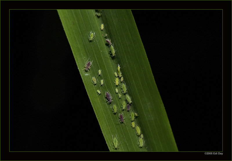 Die Blattläuse ...
... habe ich versucht, ins beste Licht zu rücken.
Schlüsselwörter: Blattläuse