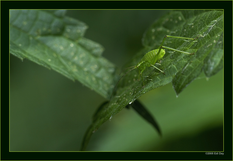 Punktierte Zartschrecke
aber vermutlich im Larvenstadium, das Ding misst höchsten 7mm.
Schlüsselwörter: Punktierte Zartschrecke