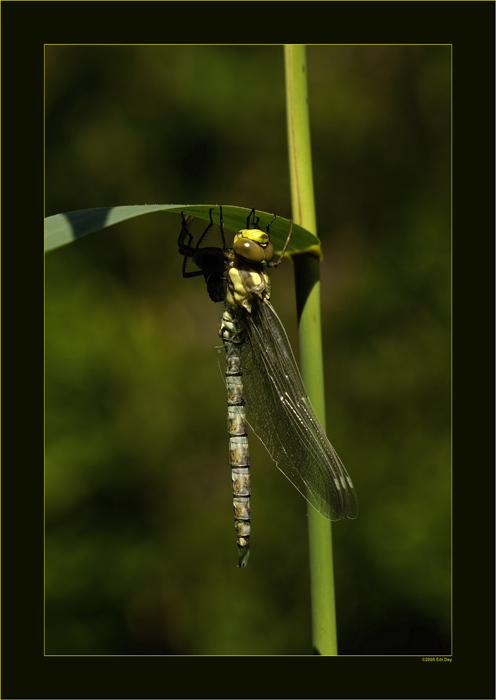 Mosaikjungfer
frisch geschlüpft, die Flügel noch nicht bereit zum Flug
Schlüsselwörter: Mosaikjungfer, Aeshna mixta
