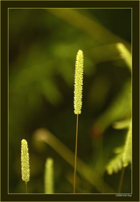 reduced to the max
nur ein blühendes Gras
Schlüsselwörter: Grasblüte
