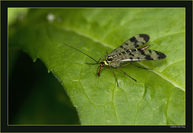 Skorpionsfliege
dieses weibliche Exemplar haben wir auf dem Lukmanierpass entdeckt.
Schlüsselwörter: Skorpionsfliege, Panorpa communis