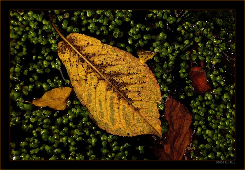 nochmals Kontraste
bietet dieses Herbstblatt auf unserem Gartenteich
Schlüsselwörter: Herbstblatt