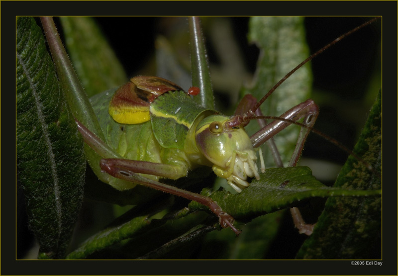 Wanstschreck
oder zumindest kommt sie für mich dieser am ähnlichsten. Maggia, auf einer Weide.
Schlüsselwörter: Wanstschrecke, Polysarcus denticauda