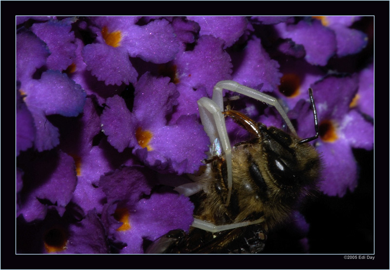 Einzig die Beine verraten...
... ihre Anwesenheit. Die Fallenstellerin ist die veränderliche Krabbenspinne.
Schlüsselwörter: veränderliche Krabbenspinne, Misumena vatia