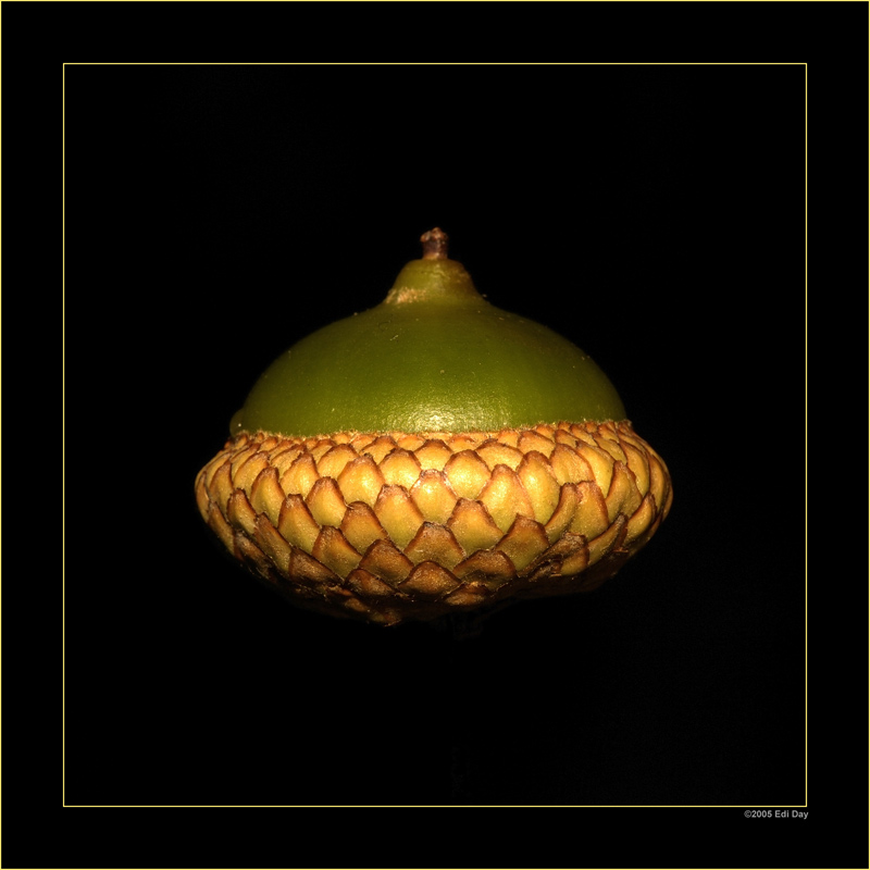 junge Eichel
Schlüsselwörter: Eichel, Eiche