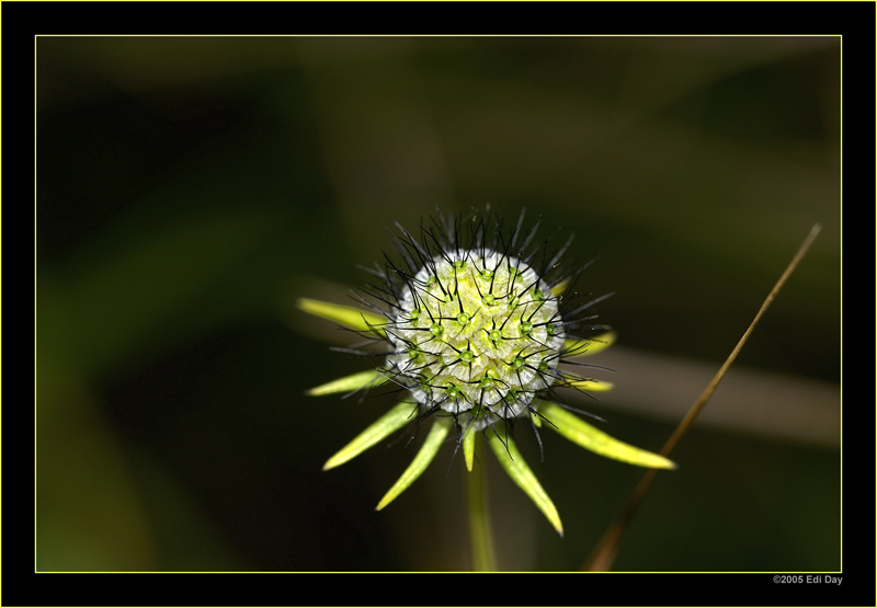 auch verblüht....
ist diese Wiesenblume immer noch schön, was könnte das sein?
