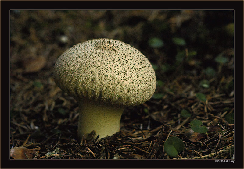 Stüber...
oder Bovist, es dürfte sich um einen Hasenbovist handeln, was meint Ihr?
Hasenbovist (Calvatia utriformis) 
Schlüsselwörter: Hasenbovist (Calvatia utriformis)