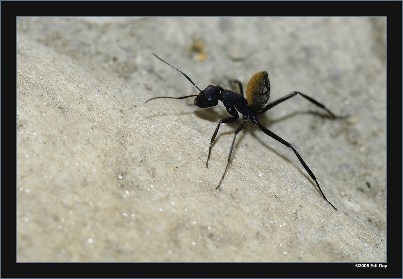Honigameisen
so wurden sie zumindest von den Einheimischen genannt.
Schlüsselwörter: Camponotus fulvopilosus, Ameisen, Honigameisen