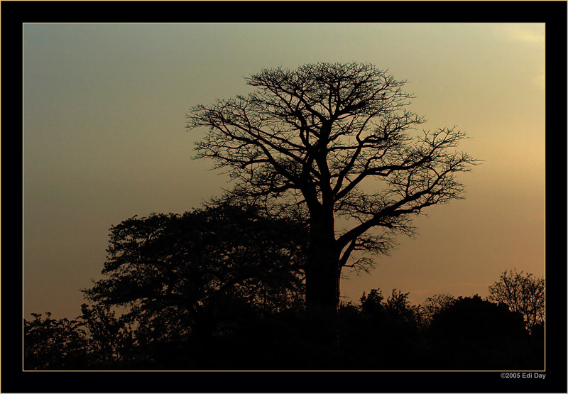 Affenbrotbaum
oder Baobab
Schlüsselwörter: Namibia, Caprivi, Okavango, Baobab, Affenbrotbaum, Adansonia digitata