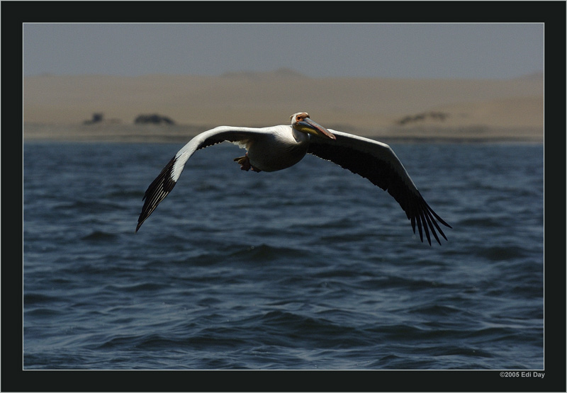 rosa Pelikan
mit einer Spannweite von 2.5 Metern einer der grössten Flugfähigen Vögel
Schlüsselwörter: Namibia, Walfisbay, rosa Pelikan, Pelecanus onocrotalus