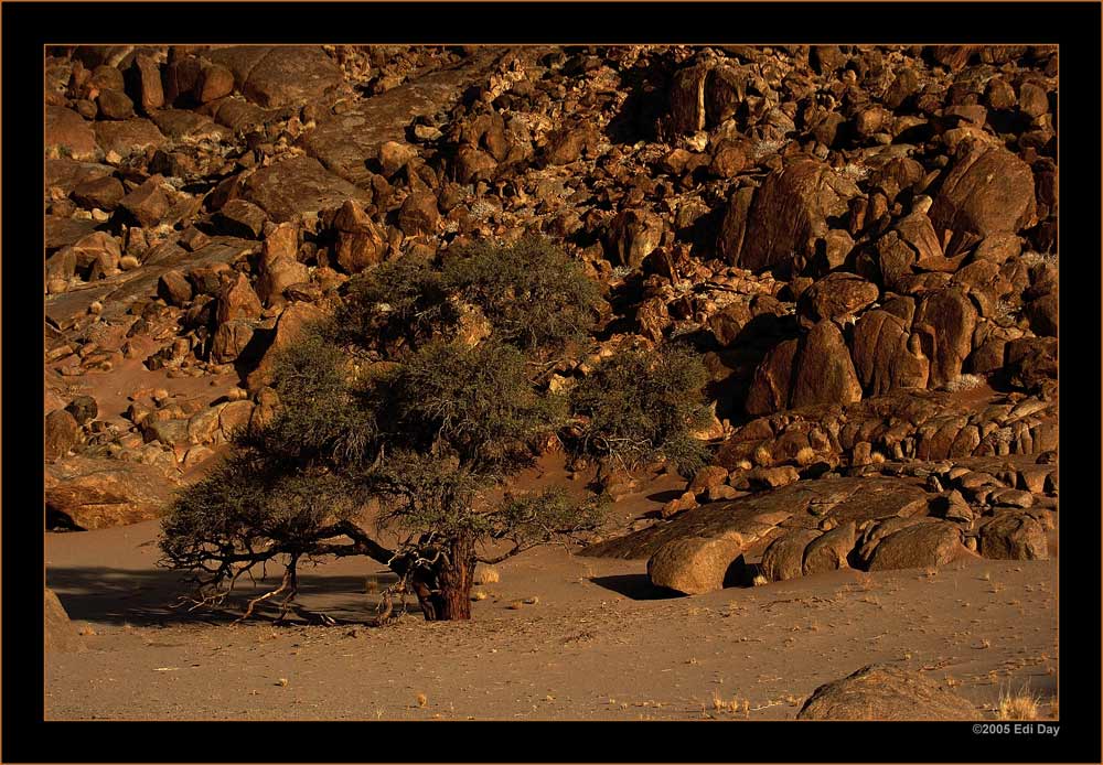tiefe Wurzeln
Schlüsselwörter: Namibia, Soussus vlei