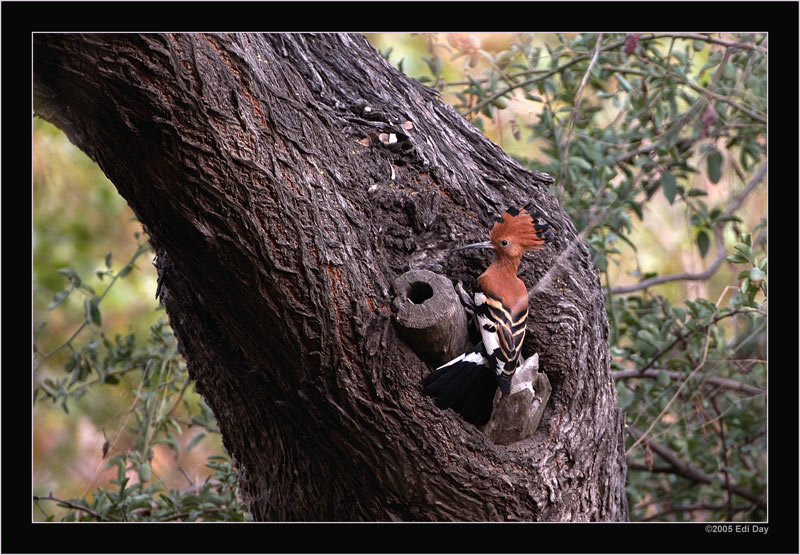 Wiedehopf
Okavango
Schlüsselwörter: Namibia, Caprivi, Okavango, Wiedehopf, Upupa epops