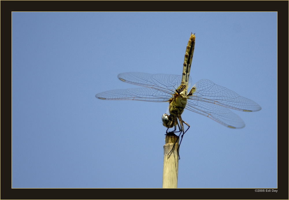 Schwänzchen in die Höh
eine Libelle am Okavango
Schlüsselwörter: Namibia, Caprivi, Okavango, Libelle