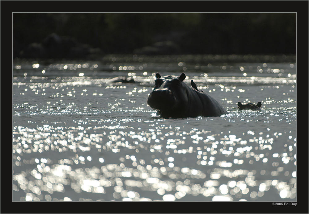 Flusspferd im Abendlich
am Okavango
Schlüsselwörter: Namibia, Caprivi, Okavango, Flusspferd, Nilpferd, Hippopotamus amphibius