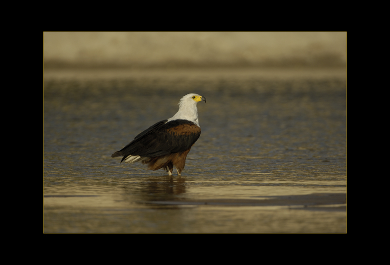 Schreiseeadler
am Okawango, Namibia
Schlüsselwörter: Haliaeetus vocifer, Schreiseeadler, Okawango, Namibia