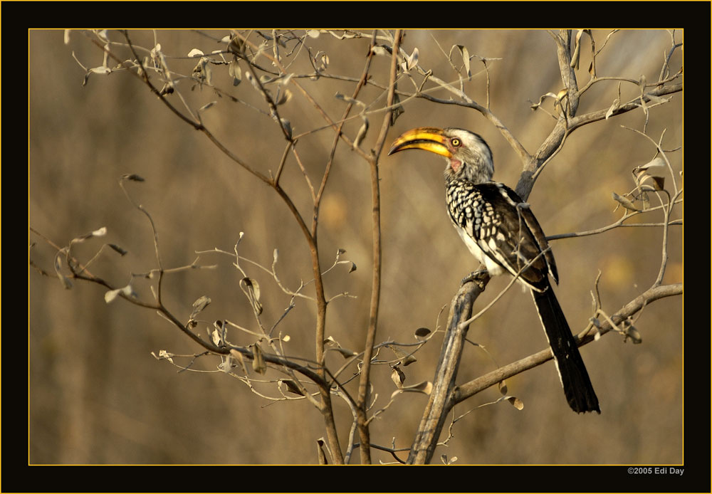Toko
mit eindrücklichem Schnabel
Schlüsselwörter: Gelbschnabeltoko, Tockus flavirostris, Yellowbilled Hornbill, Namibia, Caprivi, Etosha