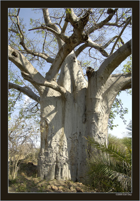 dicke Berta...
einen dickeren Baobab habe ich noch nicht gesehen
Schlüsselwörter: Baobab, Affenbrotbaum, Adansonia digitata