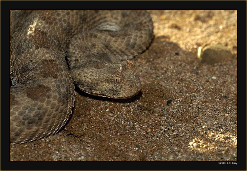 Vorsicht..
...ist geboten. Die Dame kann ziemlich agressiv sein.
Schlüsselwörter: Namibia, Soussus vlei, Vipera ammodytes, Hornotter