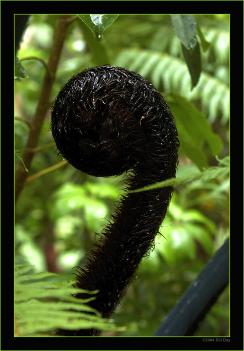 Neutrieb eines Baumfarns
Mit rund 150 bodenbedeckenden oder epiphytisch wachsenden und 25 Baumfarnen ist Neuseeland das Farnland schlechthin.

Schlüsselwörter: Neuseeland, Baumfarn, Diksonia