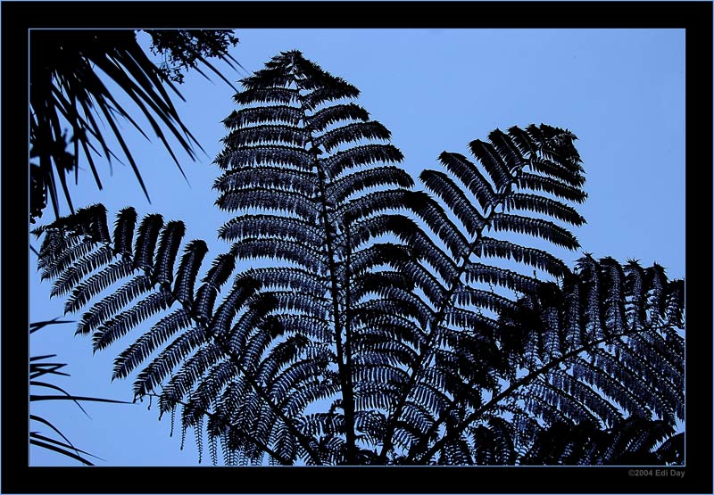 Baumfarn gegen den Himmel
Schlüsselwörter: Neuseeland, Baumfarn, Diksonia