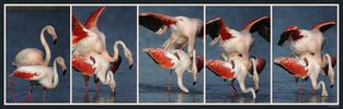 Flamingopaarung_1.jpg
