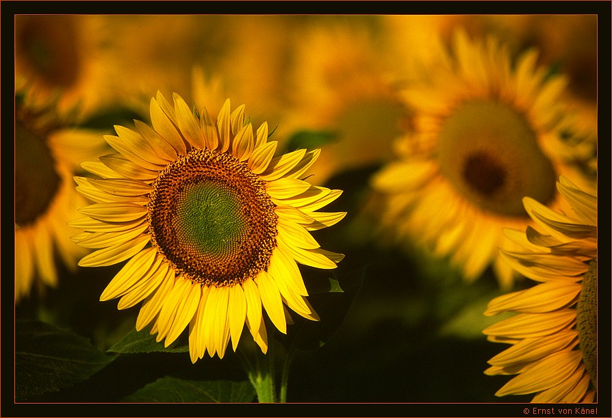 Sommertraum
Nikon 80-200mm F5
Schlüsselwörter: Sonnenblume in der Toskana, Velvia 50ASA