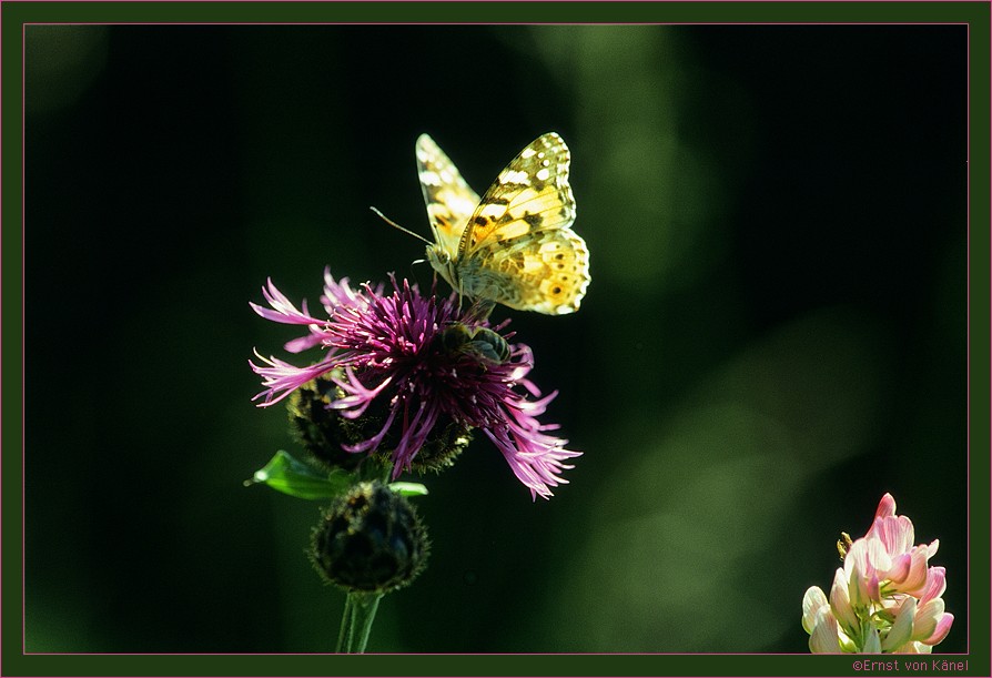Frühlingserwachen
180mm Sigma Makro
Schlüsselwörter: Punktmessung auf den Schmetterling