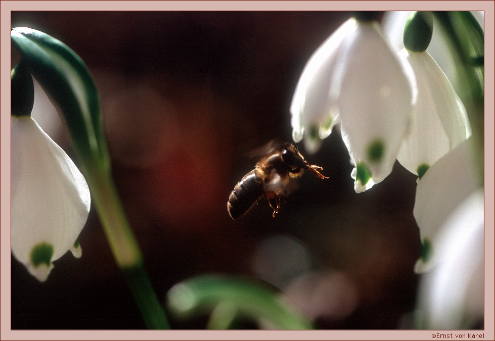 Frühlingserwachen
Nikon F5 Makro 105mm
Schlüsselwörter: Biene, Makro, Detail