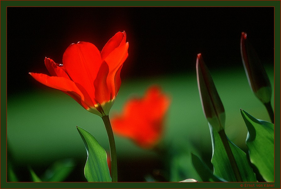 Tulpe im Park
Schlüsselwörter: Kontrast zum Hintergrund
