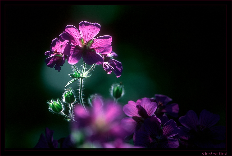 Sommertraum
Nikon F5 200mm Nikon Makro
