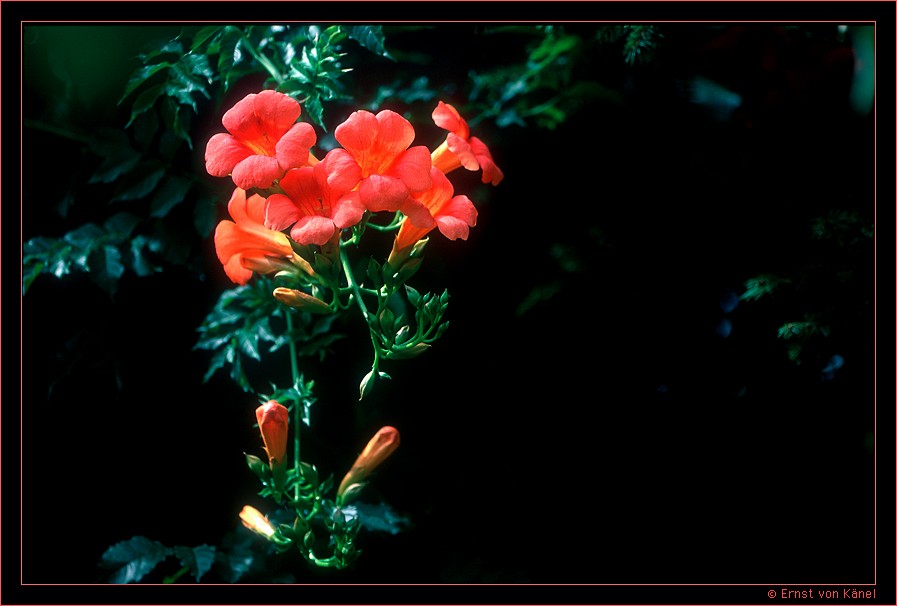 Sommertraum
Nikon F5 200mm Makro, Punktmessung auf die Trompetenblüte
Schlüsselwörter: Blütenzauber in der Toscana