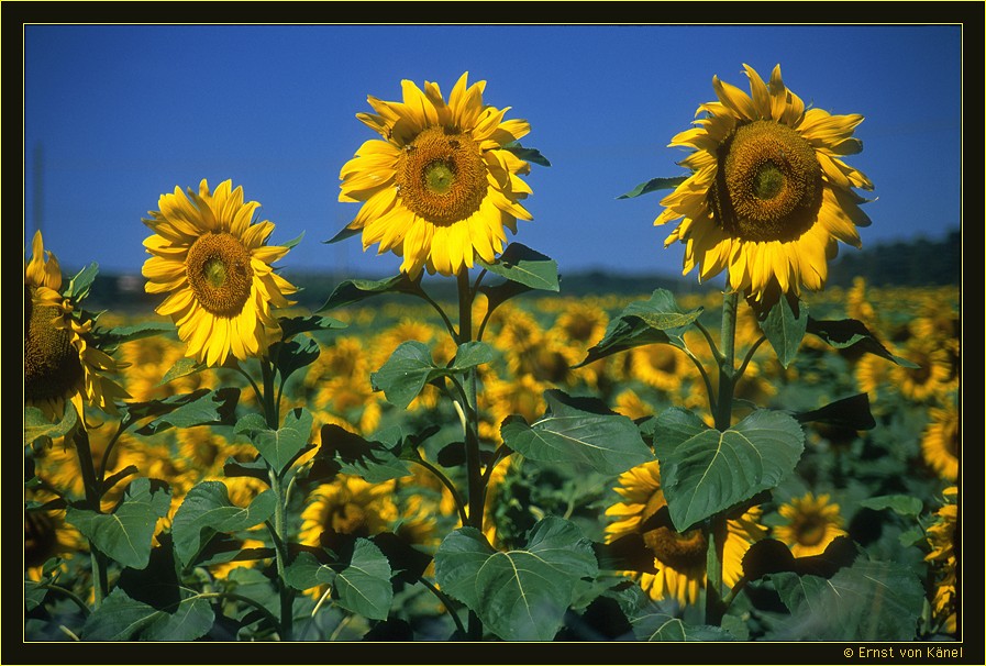 Sommertraum
Nikon F5 35-105mm
Schlüsselwörter: Sonnenblumenfeld in der Toskana